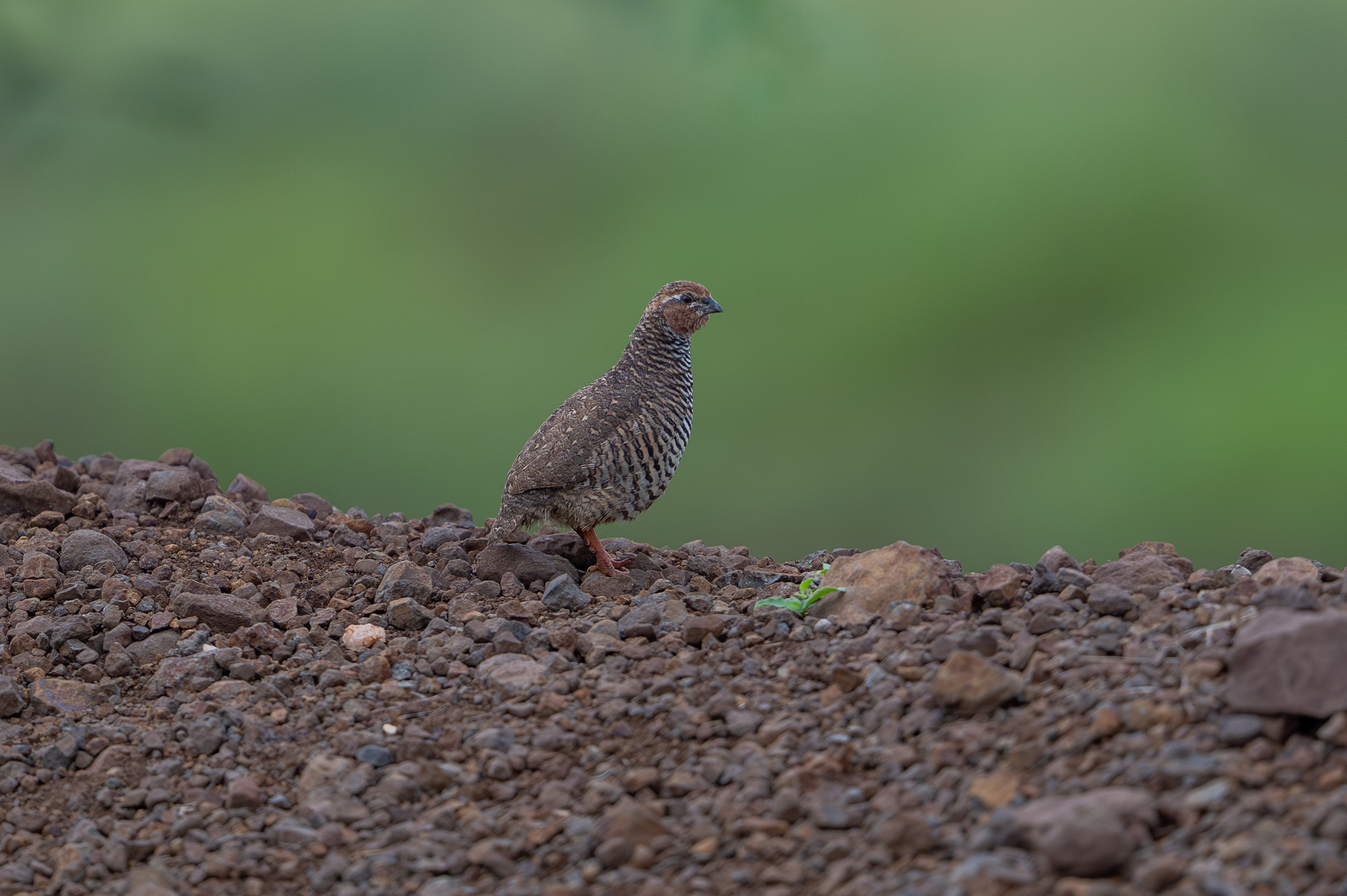 Rock Bush Quail (Perdicula argoondah), photo 3