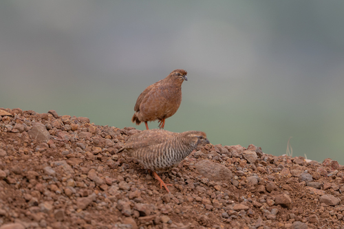 Rock Bush Quail (Perdicula argoondah), photo 4
