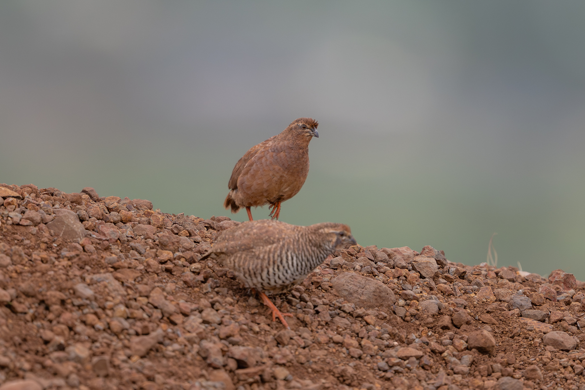 Rock Bush Quail (Perdicula argoondah), photo 4