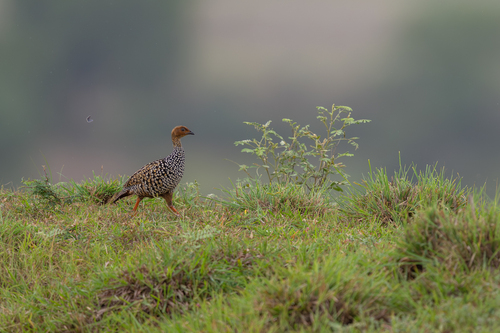 Francolín Pintojo (Francolinus pictus)