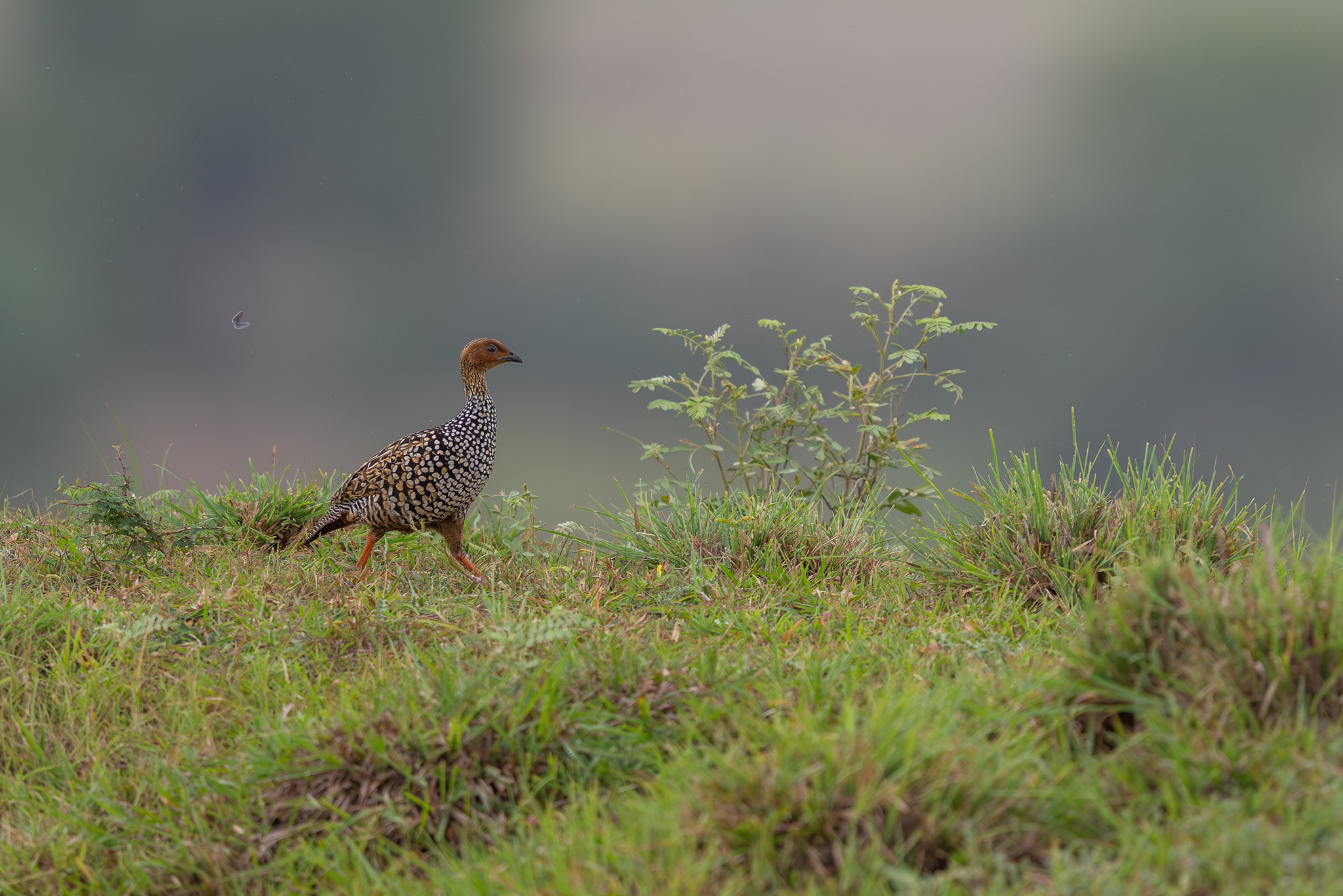 Painted Francolin illustration