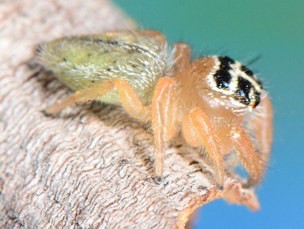 Evarcha alba