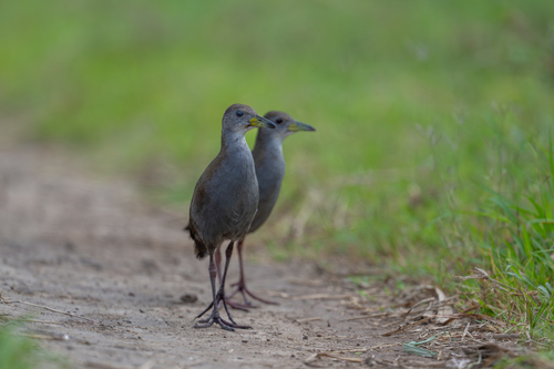 Brown Crake (Zapornia akool), photo 9