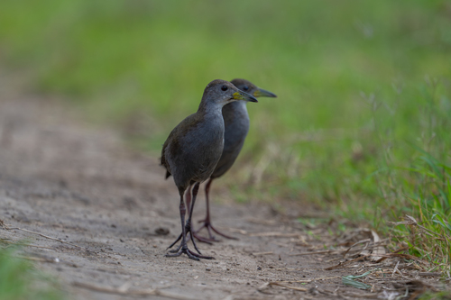 Brown Crake (Zapornia akool), photo 5
