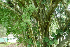 Parmentiera cereifera