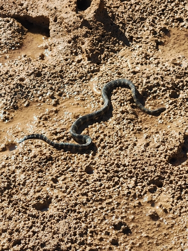 Photo of a North-western Mangrove Seasnake (Ephalophis greyae)
