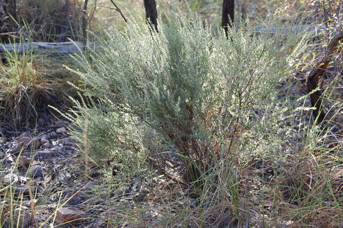 Daviesia filipes, 2025-08-11