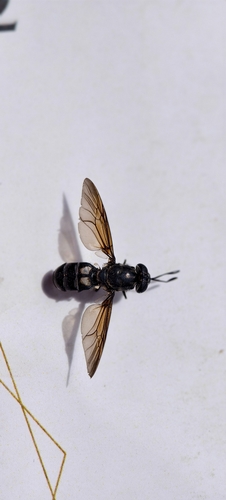 Black Soldier Fly