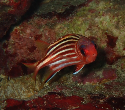 Sargocentron rubrum