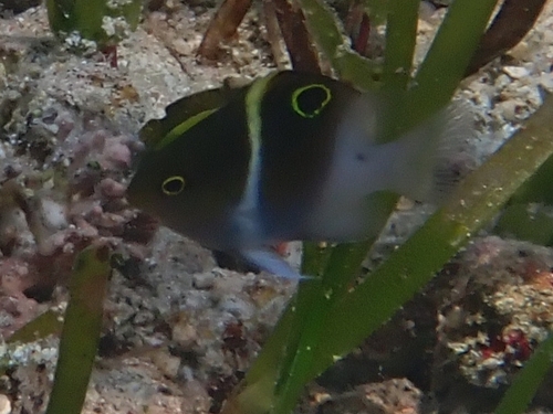 Sash damsel (Plectroglyphidodon leucozonus) — Pomacentridae — 2