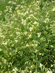 Raphanus raphanistrum raphanistrum