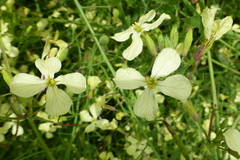 Raphanus raphanistrum raphanistrum