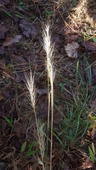 Elymus glabriflorus