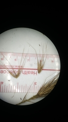 Elymus glabriflorus