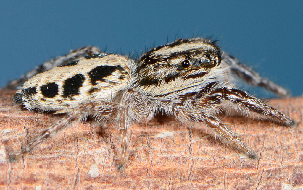 Pseudicius adustus