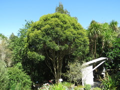 Metrosideros bartlettii