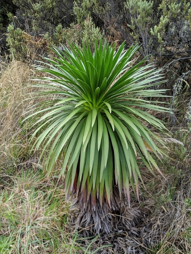 Image of Greensword (Argyroxiphium grayanum) by no rights reserved