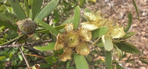 Neofabricia myrtifolia observed 2025-08-14