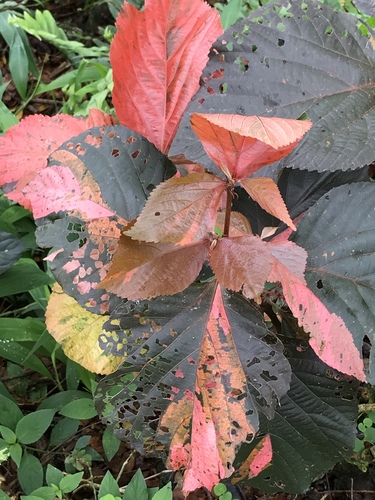 Acalypha observed 2019-10-29