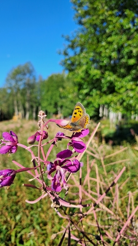 Small Copper