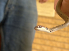 Platyceps collaris