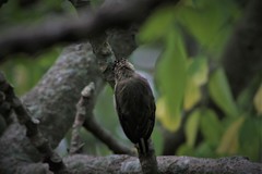 Picumnus granadensis