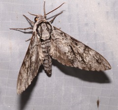 Ceratomia sonorensis