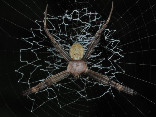 Hawaiian Garden Spider