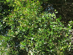 Metrosideros bartlettii