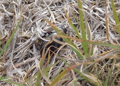 Stenomorpha convexicollis