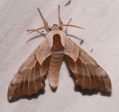 Smerinthus saliceti