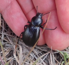 Stenomorpha convexicollis