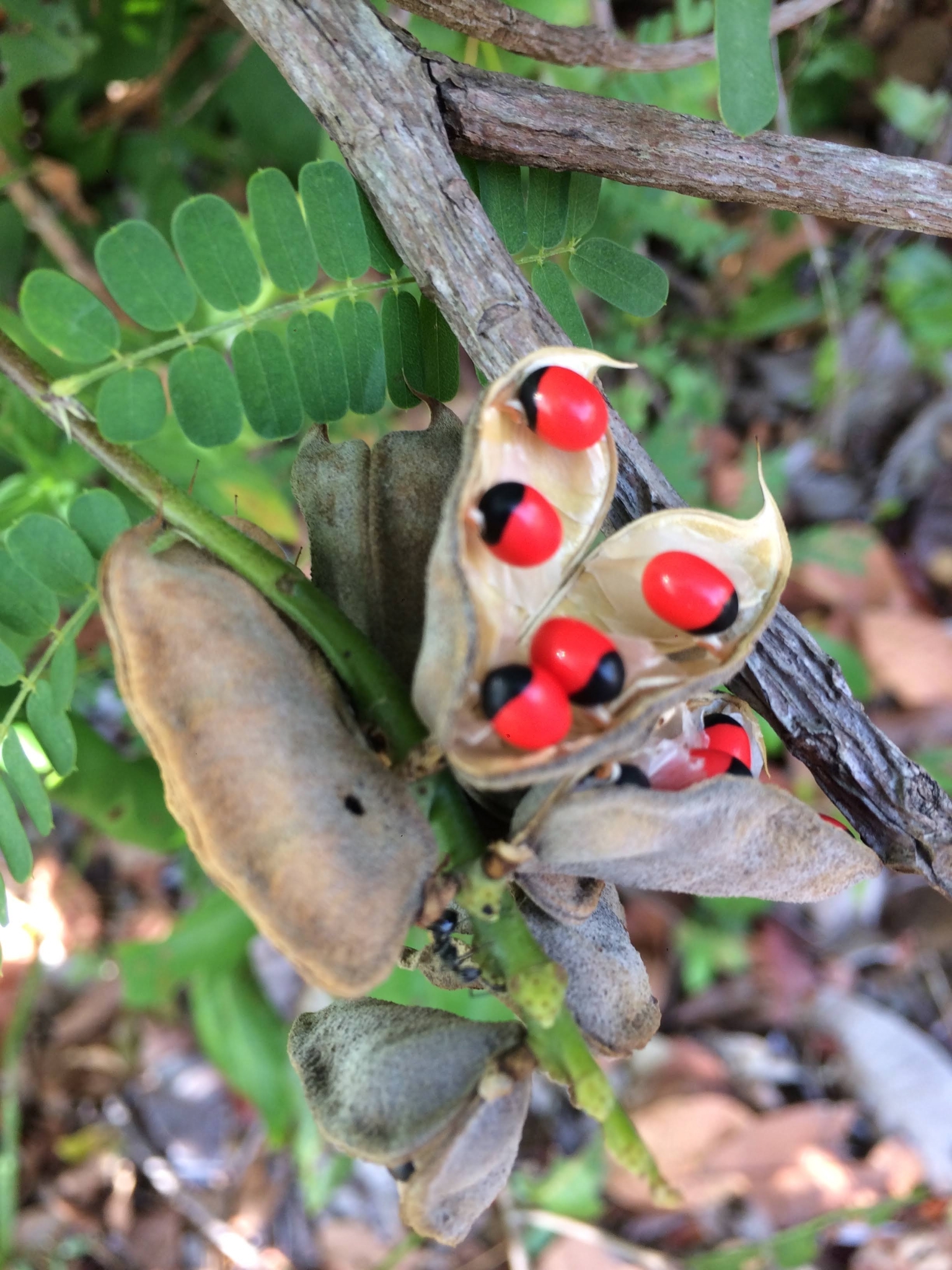 Abrus precatorius