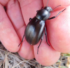 Stenomorpha convexicollis