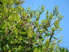 Metrosideros bartlettii