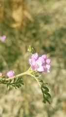 Boronia microphylla