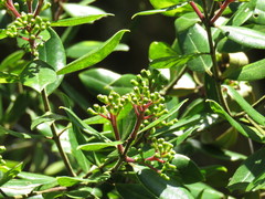 Metrosideros bartlettii