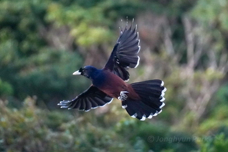 Lidth's Jay (Garrulus lidthi), photo 5