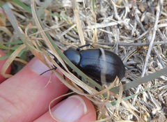 Stenomorpha convexicollis