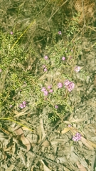 Boronia microphylla