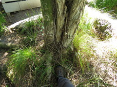 Metrosideros bartlettii