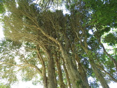 Metrosideros bartlettii