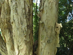 Metrosideros bartlettii