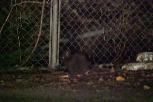 アマミノクロウサギ