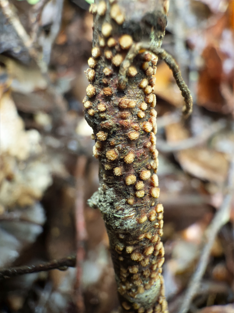 Aleurodiscus berggrenii · August 2025 · photo: © jeremy_rolfe (iNaturalist, cc-by)