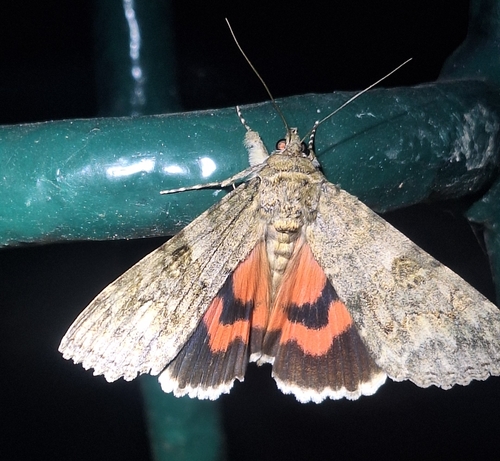 Catocala nupta