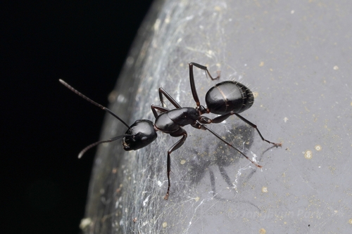 Camponotus amamianusCamponotus amamianus