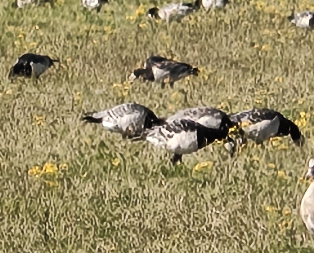 Barnacle Goose