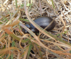 Stenomorpha convexicollis