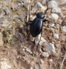 Stenomorpha convexicollis